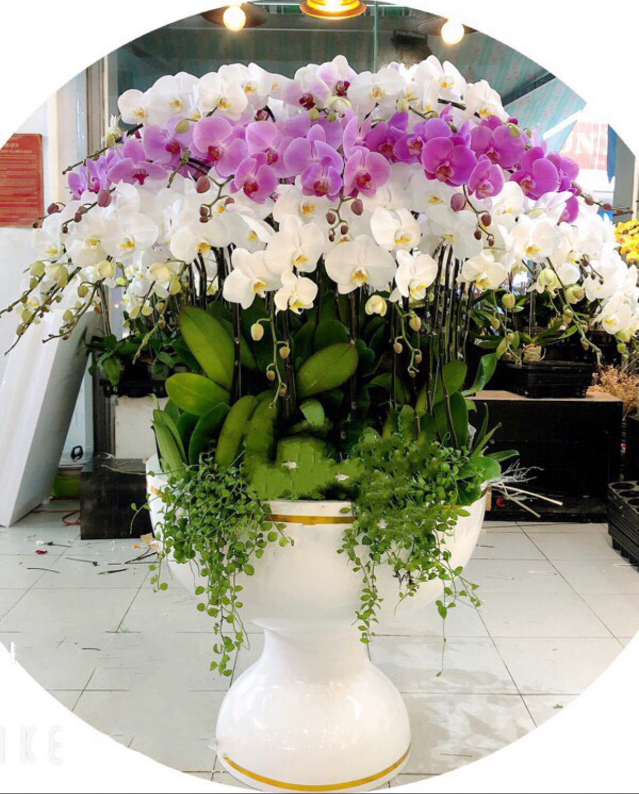  Chậu Hoa Lan Hồ Điệp Thịnh Vượng - LHĐ68 