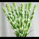  Hoa Huệ Trắng - Bó 10 Cành Hoa Tươi Cao Cấp 