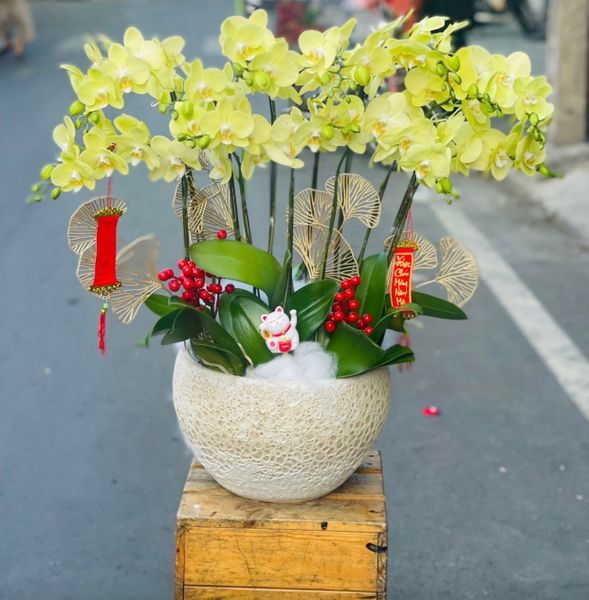 Chậu Hoa Lan Hồ Điệp Vạn Hạnh - LHĐ84