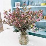  Tết An Nhiên - HCB60 - Hoa Chưng Tết 