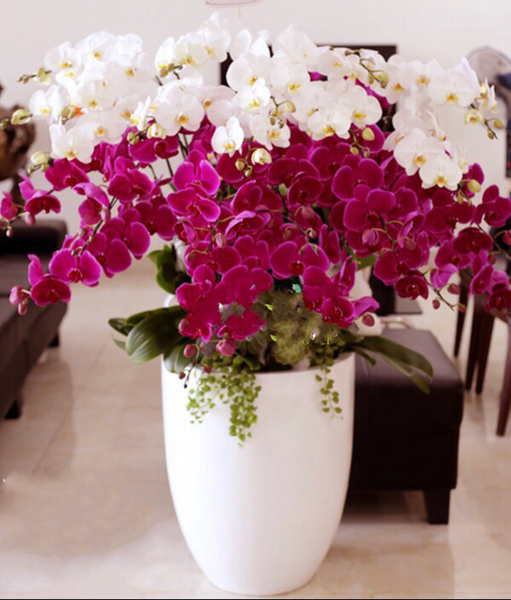 Chậu Lan Hồ Điệp Tiến Lên