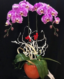  Chậu Hoa Lan Hồ Điệp Đột Biến - LHĐ38 