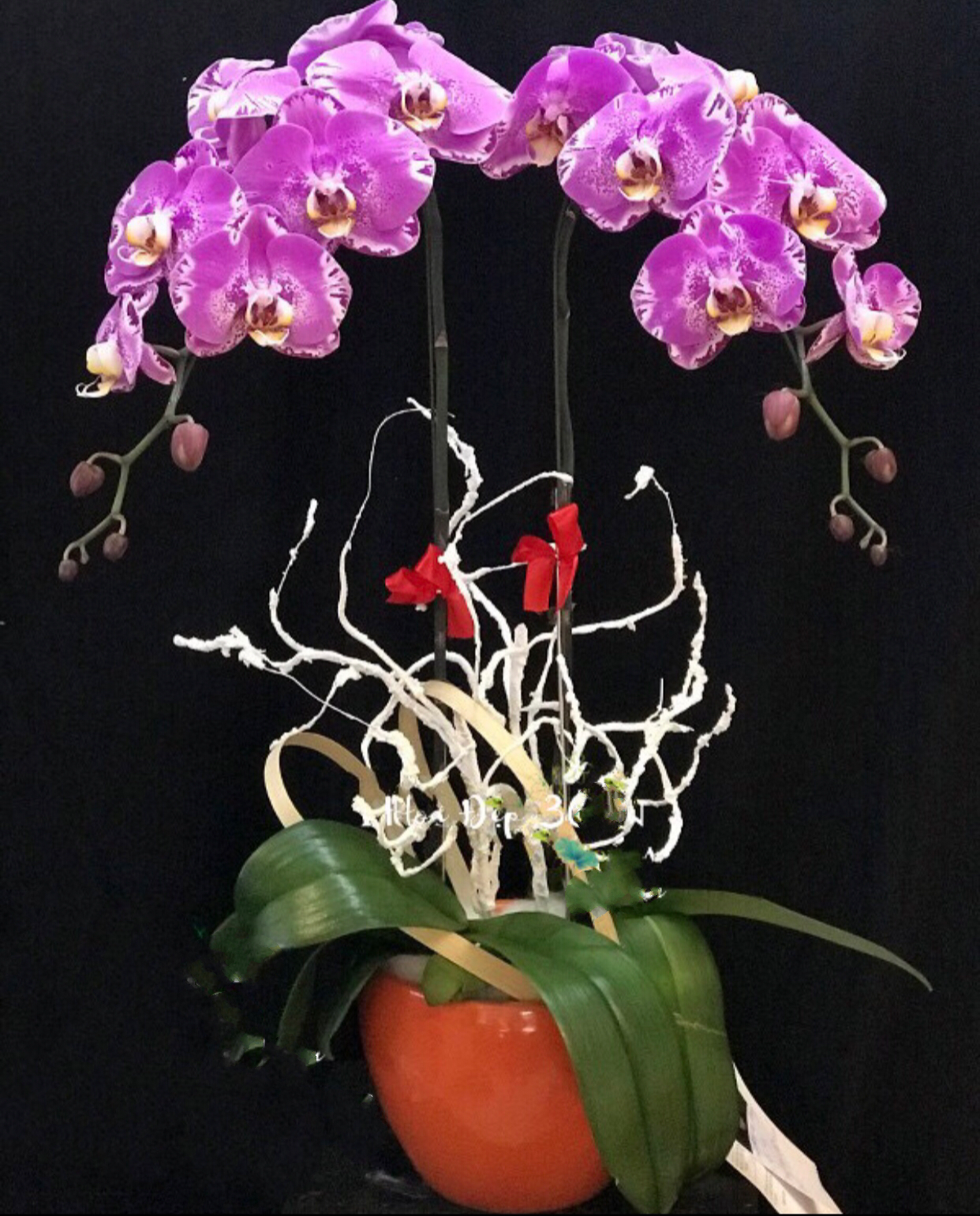  Chậu Hoa Lan Hồ Điệp Đột Biến - LHĐ38 