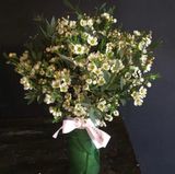  Hoa Thanh Liễu - Hoa cắt cành 