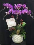  Chậu Hoa Lan Hồ Điệp - LHĐ02 