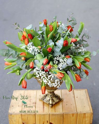 Hoa Tulip bộ sưu tập hoa tulip đẹp, sang trọng, tinh tế