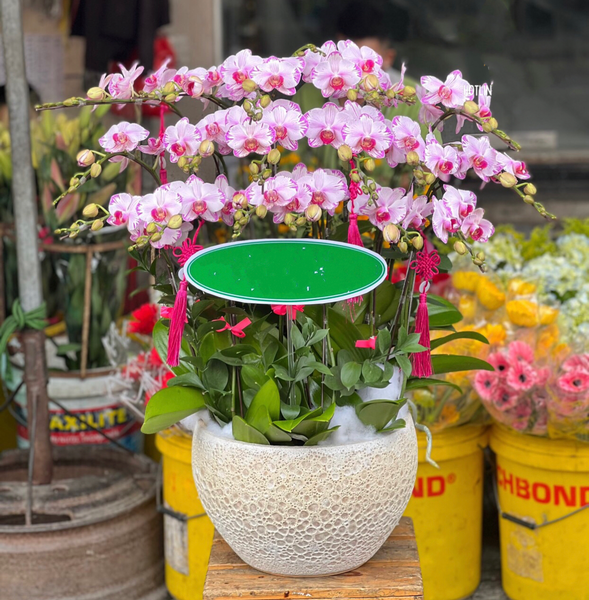 Chậu Hoa Lan Hồ Điệp Mini Nhiều Cành Đẹp, Giá Rẻ: Chậu Hoa Lan Hồ Điệp Mini - LHĐ105