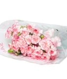  Hoa Cẩm Chướng Chùm - Hoa Cắt Cành 