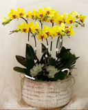  Chậu Hoa Lan Hồ Điệp Billion Of Happiness - LHĐ32 