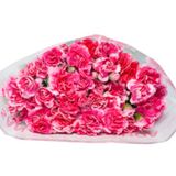  Hoa Cẩm Chướng Chùm - Hoa Cắt Cành 