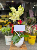  Chậu Hoa Lan Hồ Điệp Xuân Về - LHĐ87 