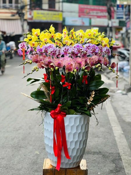 Chậu Hoa Lan Hồ Điệp 25 Cành Mix Màu - LHĐ108