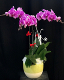  Chậu Hoa Lan Hồ Điệp Tím Đột Biến - LHĐ55 