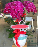  Chậu Hoa Lan Hồ Điệp Phát Lộc​​​​​​​ - LHĐ46 