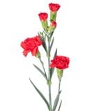  Hoa Cẩm Chướng Chùm - Hoa Cắt Cành 