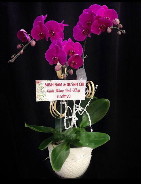 Chậu Hoa Lan: Chậu Hoa Lan Hồ Điệp Tím May Mắn - LHĐ43