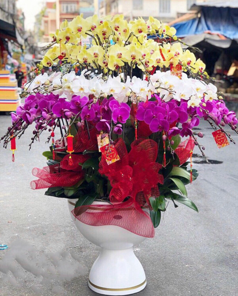 Chậu hoa Lan Xoay Tròn