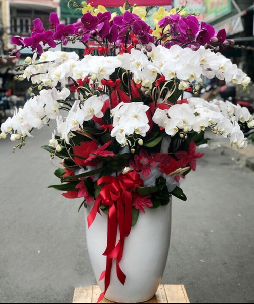 Chậu Hoa Lan Hồ Điệp Xoay Tròn - LHĐ73