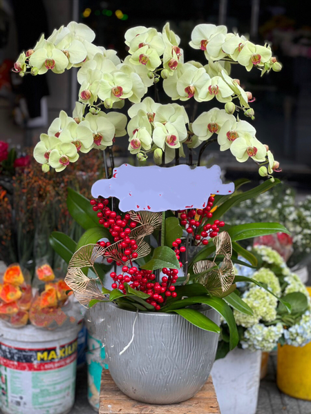 Chậu Hoa Lan: Chậu Hoa Lan Hồ Điệp Đón Xuân - LHĐ83