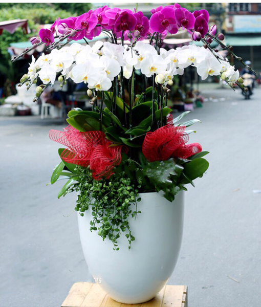 Chậu Hoa Lan Hồ Điệp Thành Công Rực Rỡ - LHĐ59