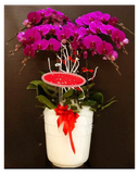  Chậu Hoa Lan Hồ Điệp Peace and Prosperity - LHĐ31 
