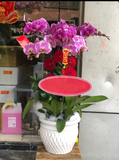  Chậu Hoa Lan Hồ Điệp Hồng - LHĐ102 