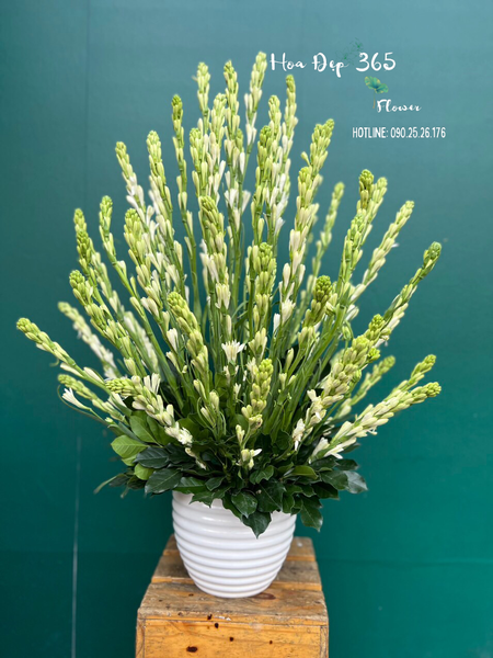 Bình Hoa Tươi Hoa Huệ Trắng - HCB64
