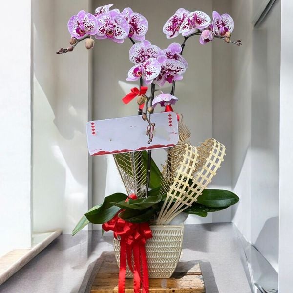Chậu Hoa Lan Hồ Điệp 3 Cành Đột Biến - LHĐ109