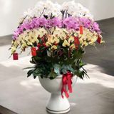  Chậu Hoa Lan Hồ Điệp Xoay Tròn - LHĐ74 