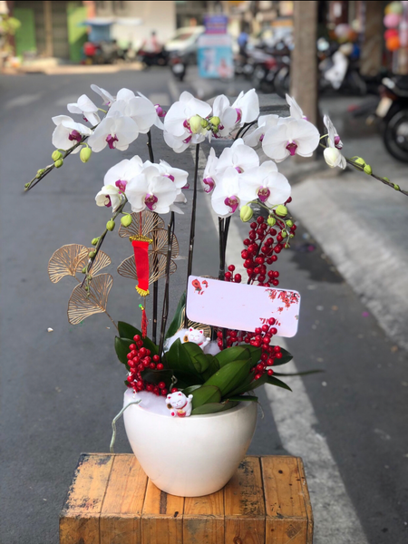 Chậu Hoa Lan Hồ Điệp Thịnh Vượng - LHĐ80