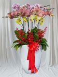  Chậu Hoa Lan Hồ Điệp 10 Cành Mix Màu - LHĐ116 