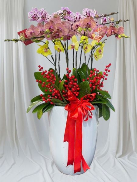 Chậu Hoa Lan Hồ Điệp 10 Cành Mix Màu - LHĐ116
