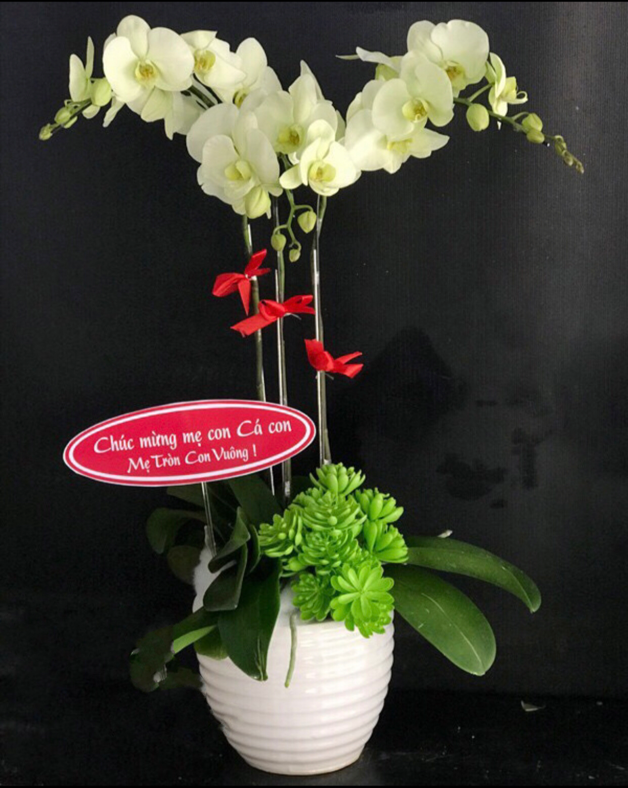  Chậu Hoa Lan Hồ Điệp Xanh Bơ - LHĐ42 