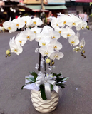  Chậu Hoa Lan Hồ Điệp Wishes Come True - LHĐ24 