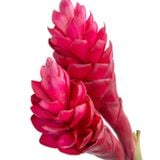  Hoa Hạnh Phúc (Hoa Riềng Đỏ) - Hoa Tươi Cắt Cành 