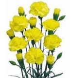  Hoa Cẩm Chướng Chùm - Hoa Cắt Cành 