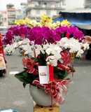  Chậu Hoa Lan Hồ Điệp Mix Màu - LHĐ62 