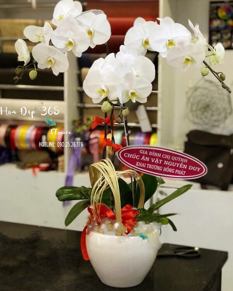 Chậu Hoa Lan: Chậu Hoa Lan Hồ Điệp Cheers New Years - LHĐ13