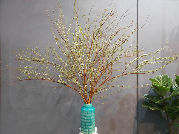 Bình Hoa Tuyết Mai