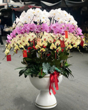  Chậu Hoa Lan Hồ Điệp Xoay Tròn - LHĐ74 