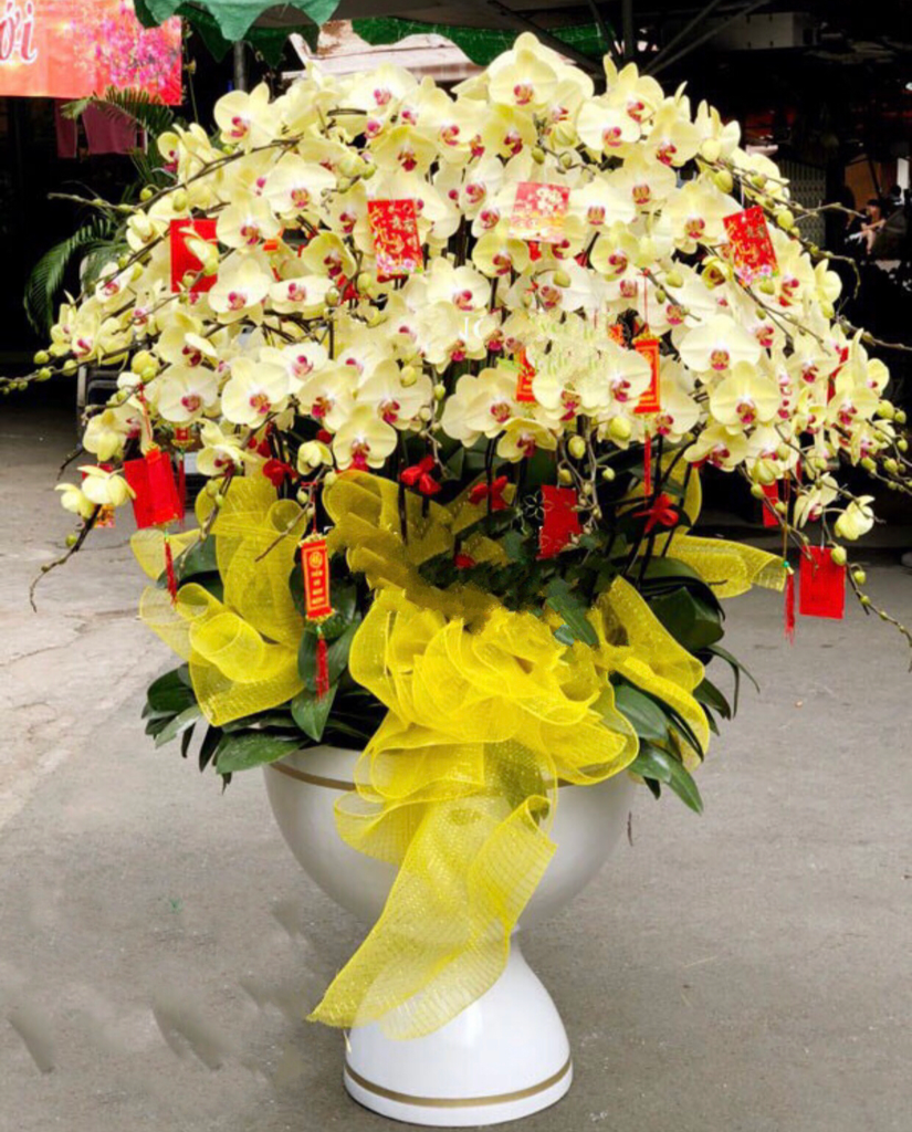 Chậu Lan Hồ Điệp Phú Quý Trọn Đời - LHĐ75
