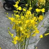 Hoa Lan Vũ Nữ - Hoa Cắt Cành 