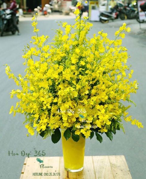 Bình Hoa Lan Vũ Nữ - HCB23 - Hoa tặng mẹ