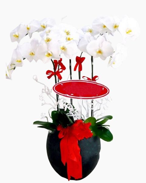 Chậu Lan Hồ Điệp Tặng Sinh Nhật Sếp