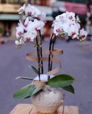  Chậu Lan Hồ Điệp Bé Xinh - LHĐ07 