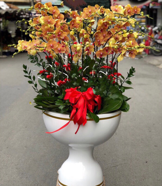 Chậu Lan Ngày Xuân Hạnh Phúc