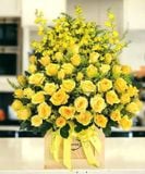  Hộp Hoa Hồng Vàng - HCH109 