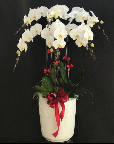 Chậu Hoa Lan: Chậu Hoa Lan Hồ Điệp