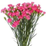  Hoa Cẩm Chướng Chùm - Hoa Cắt Cành 