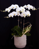  Chậu Hoa Lan Hồ Điệp Spring In Blossom - LHĐ18 